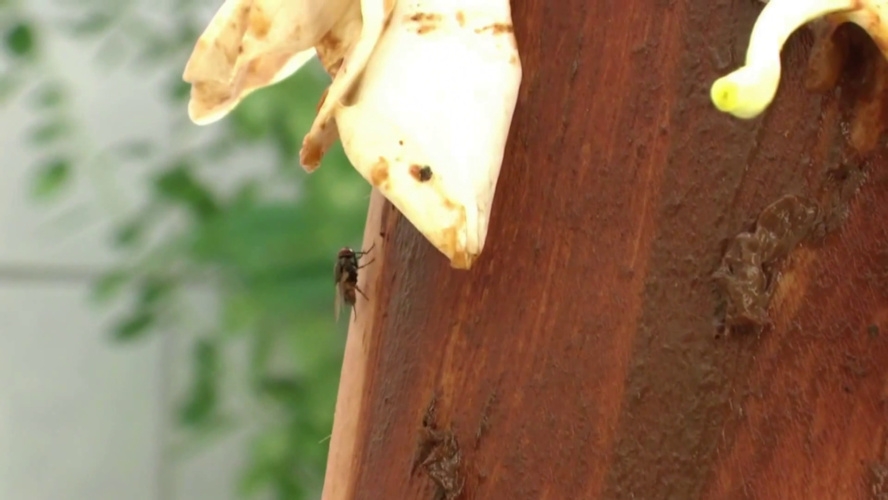 Scat Flower Play P1 - FullHD  - With Actress: MINA [1.31 GB] (2025)